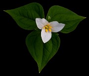 Trillium ovatum - Trillium 0323